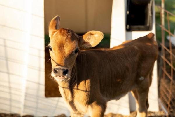 Dairy Cow