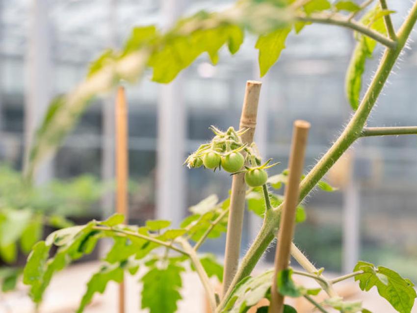 Tomato plant in greenhouse 